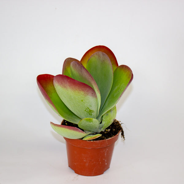 Kalanchoe Thyrsiflora 10.5cm H30cm