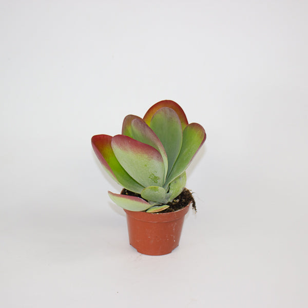Kalanchoe Thyrsiflora 10.5cm H30cm