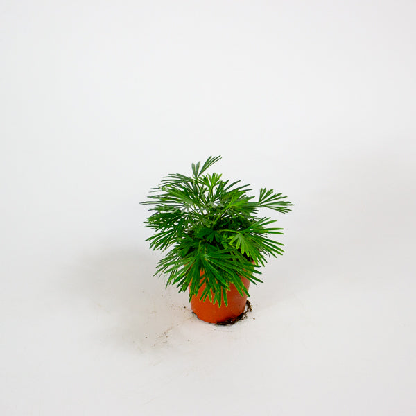 Eyelash Fern - Actiniopteris Australis 5.5cm H10cm