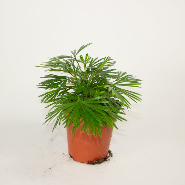 Eyelash Fern - Actiniopteris Australis 5.5cm H10cm