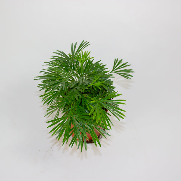 Eyelash Fern - Actiniopteris Australis 5.5cm H10cm