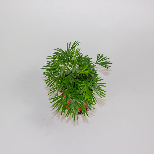 Eyelash Fern - Actiniopteris Australis 5.5cm H10cm