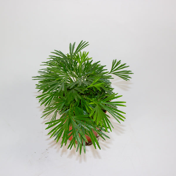 Eyelash Fern - Actiniopteris Australis 5.5cm H10cm