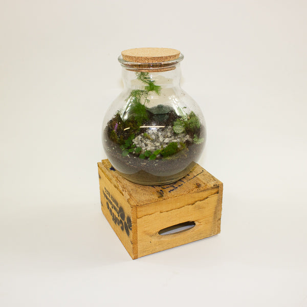 Small Terrarium Workshop