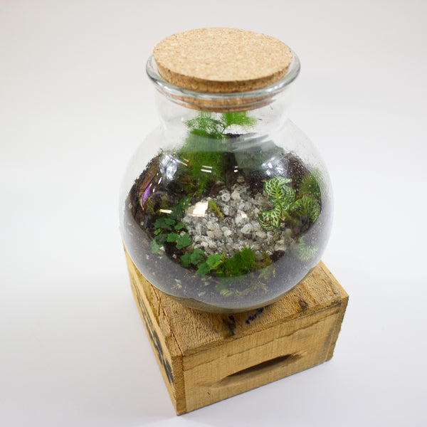 Small Terrarium Workshop