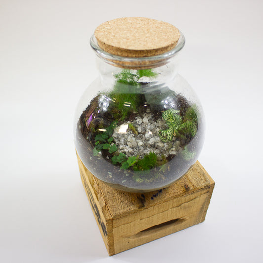 Terrarium Kit - Choose from small, medium or large