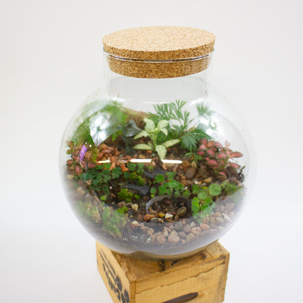 Small Terrarium Workshop