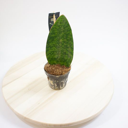 Sansevieria Masoniana Whale Fin 8.5cm H20cm