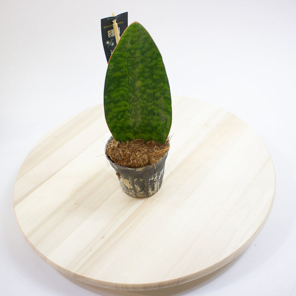 Sansevieria Masoniana Whale Fin 8.5cm H20cm