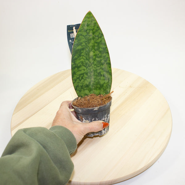Sansevieria Masoniana Whale Fin 8.5cm H20cm