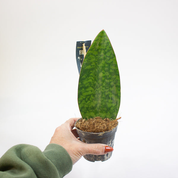 Sansevieria Masoniana Whale Fin 8.5cm H20cm