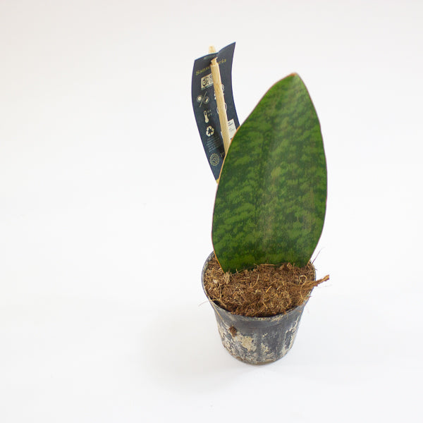 Sansevieria Masoniana Whale Fin 8.5cm H20cm