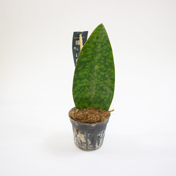 Sansevieria Masoniana Whale Fin 8.5cm H20cm