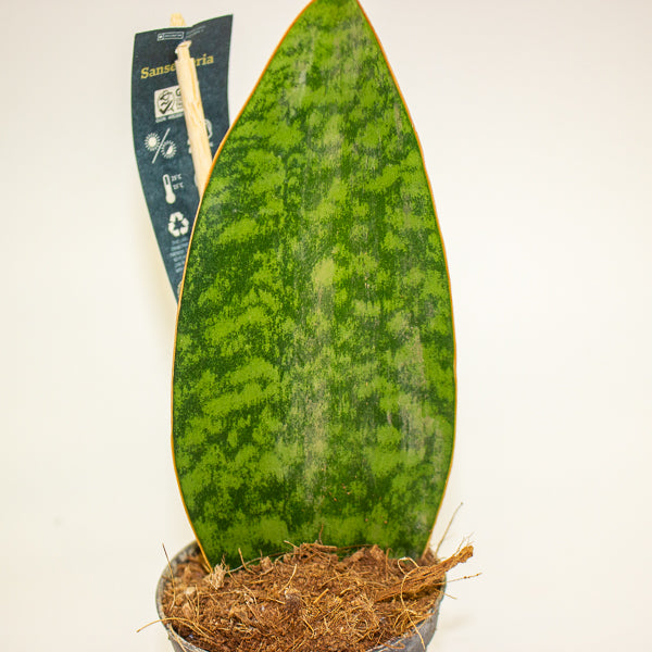 Sansevieria Masoniana Whale Fin 8.5cm H20cm