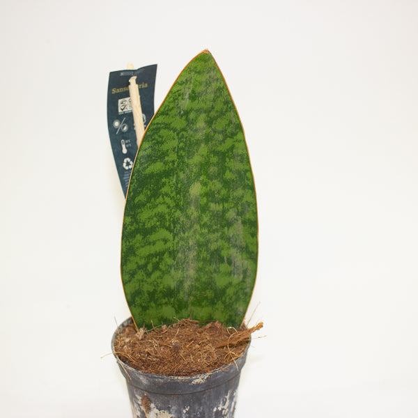 Sansevieria Masoniana Whale Fin 8.5cm H20cm