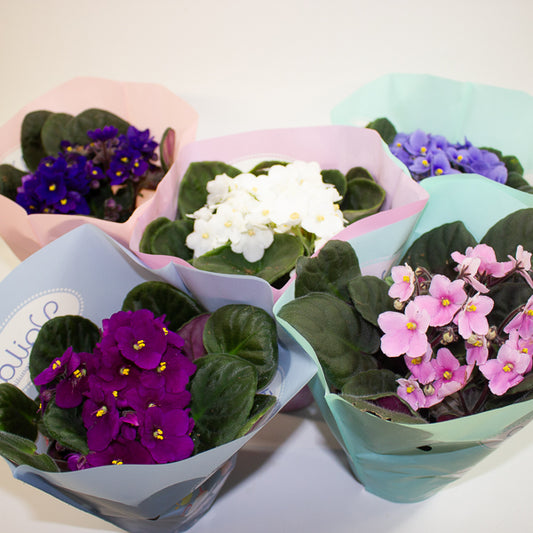 Saintpaulina - African Violet Mix 12cm H20cm