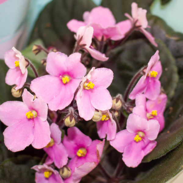 Saintpaulina - African Violet Mix 12cm H20cm