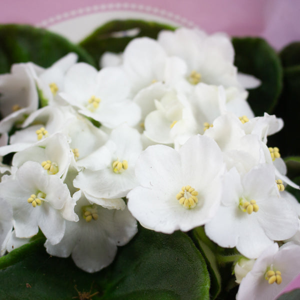 Saintpaulina - African Violet Mix 12cm H20cm