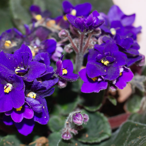 Saintpaulina - African Violet Mix 12cm H20cm