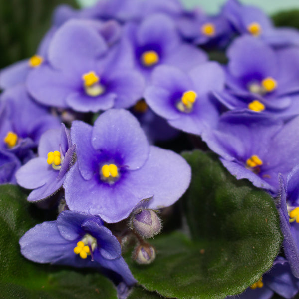 Saintpaulina - African Violet Mix 12cm H20cm