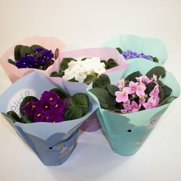 Saintpaulina - African Violet Mix 12cm H20cm