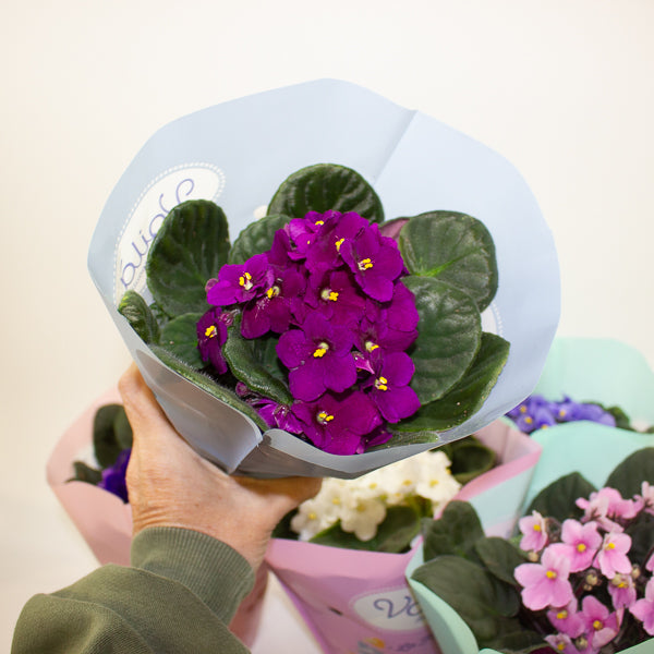 Saintpaulina - African Violet Mix 12cm H20cm