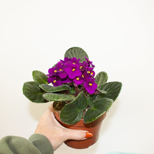 Saintpaulina - African Violet Mix 12cm H20cm