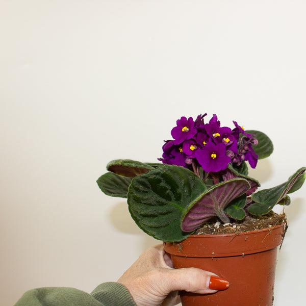 Saintpaulina - African Violet Mix 12cm H20cm