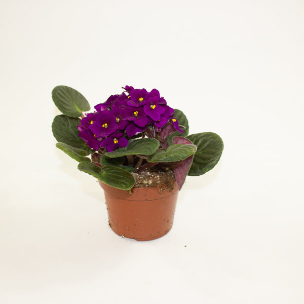 Saintpaulina - African Violet Mix 12cm H20cm
