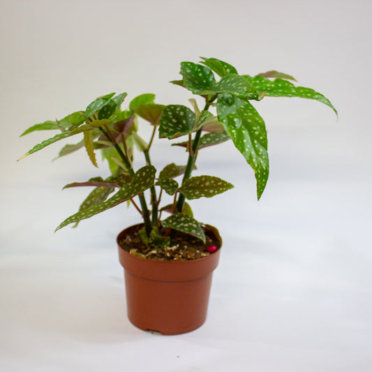 Begonia Maculata Silverspot 12cm H20cm