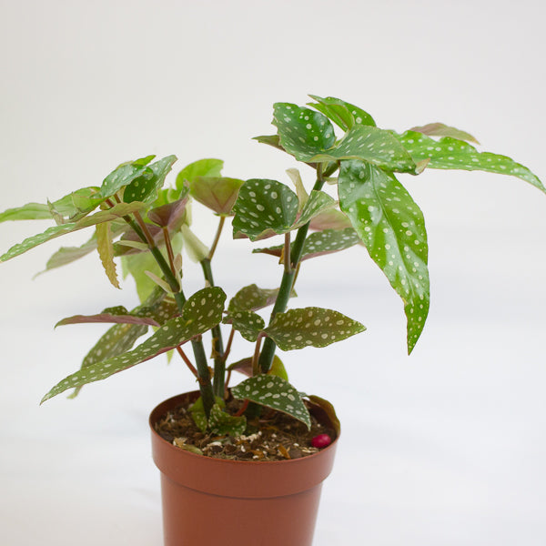 Begonia Maculata Silverspot 12cm H20cm