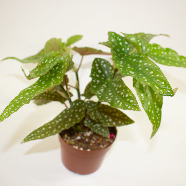 Begonia Maculata Silverspot 12cm H20cm