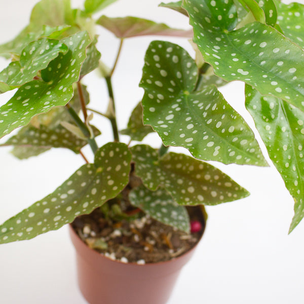 Begonia Maculata Silverspot 12cm H20cm