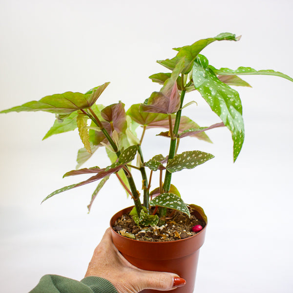 Begonia Maculata Silverspot 12cm H20cm