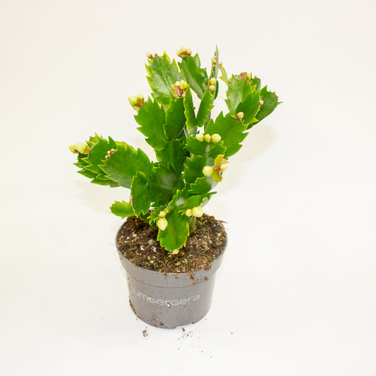 Schlumbergia - Christmas Cacti White 10.5cm H20cm