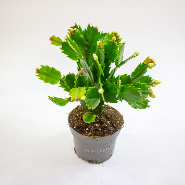 Schlumbergia - Christmas Cacti White 10.5cm H20cm
