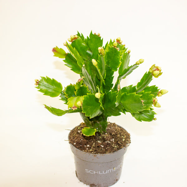 Schlumbergia - Christmas Cacti White 10.5cm H20cm