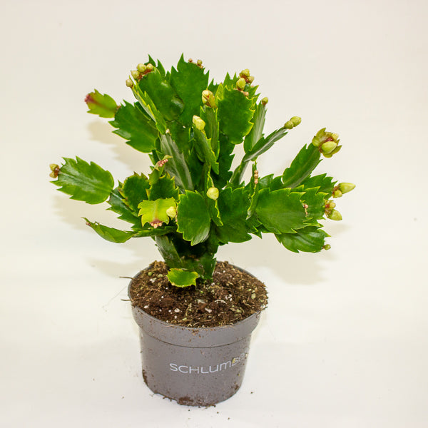 Schlumbergia - Christmas Cacti White 10.5cm H20cm