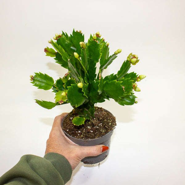 Schlumbergia - Christmas Cacti White 10.5cm H20cm