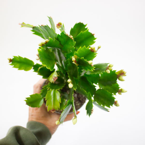 Schlumbergia - Christmas Cacti White 10.5cm H20cm