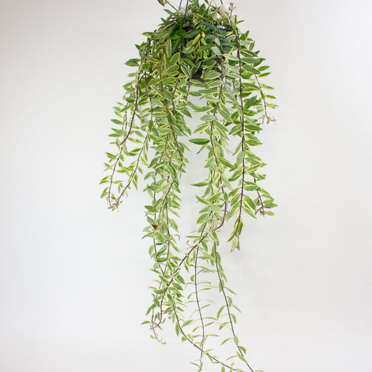Aeschynanthus 'Bolero Bicolore' 15cm H40cm