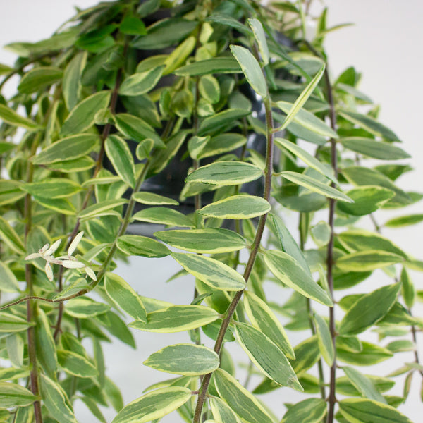 Aeschynanthus 'Bolero Bicolore'