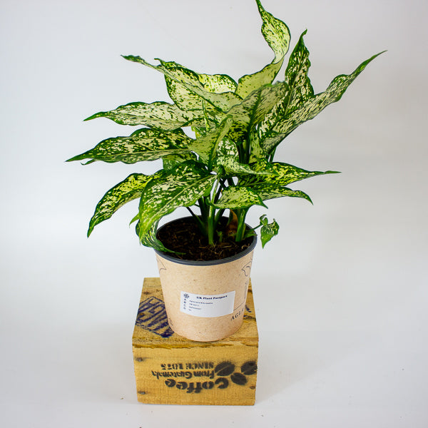 Aglaonema Brevispatha 12cm H35cm