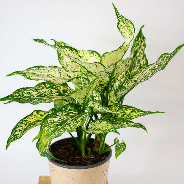 Aglaonema Brevispatha 12cm H35cm