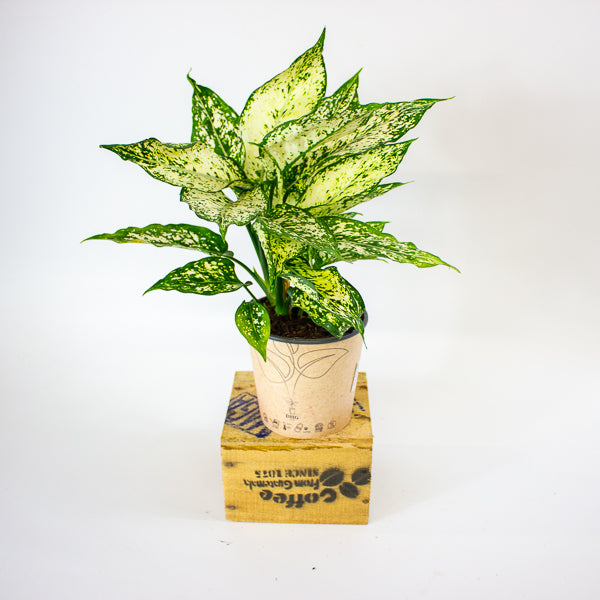 Aglaonema Brevispatha 12cm H35cm