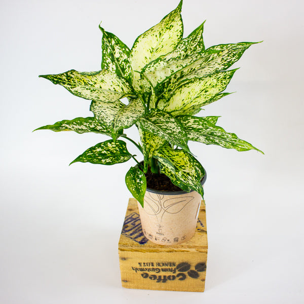 Aglaonema Brevispatha 12cm H35cm