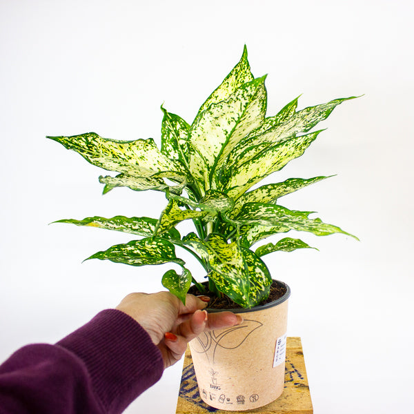 Aglaonema Brevispatha 12cm H35cm