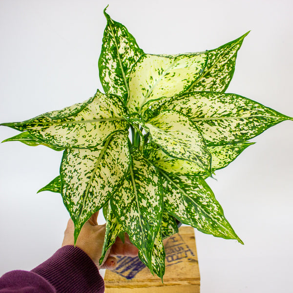 Aglaonema Brevispatha 12cm H35cm