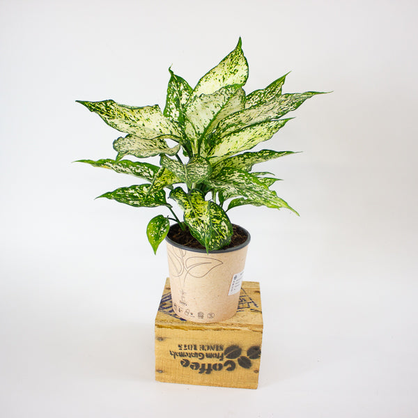 Aglaonema Brevispatha 12cm H35cm