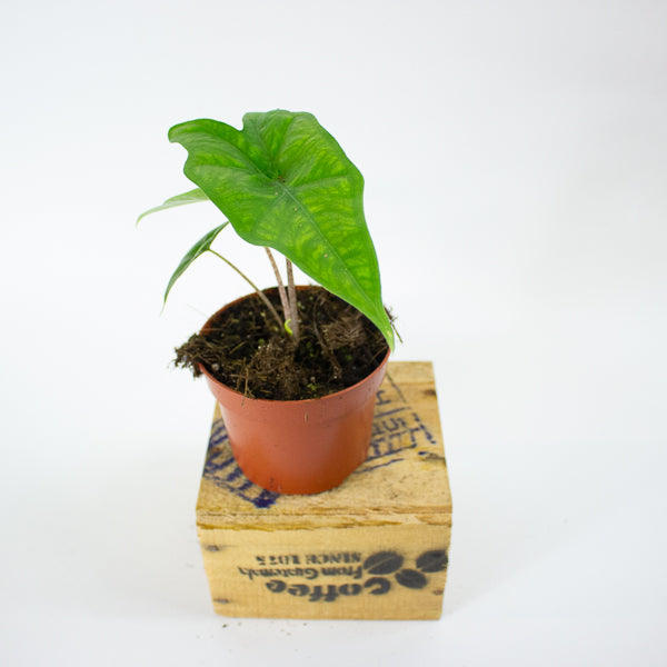Alocasia 'Batwing'